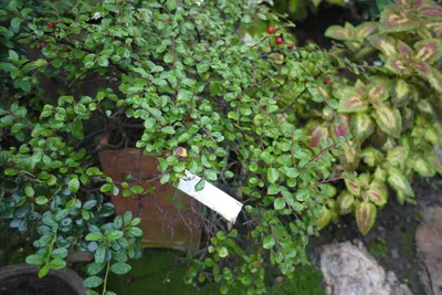 Коллекции растений ЦСБС СО РАН - Cotoneaster horizontalis – Кизильник  горизонтальный