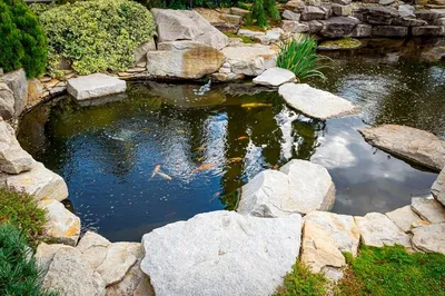 Ландшафтный дизайн пруда с японским карпом на заднем дворе | Премиум Фото