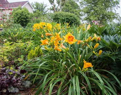 Незаменимые лилейники — уход, размножение и использование в дизайне сада.  Фото — Ботаничка