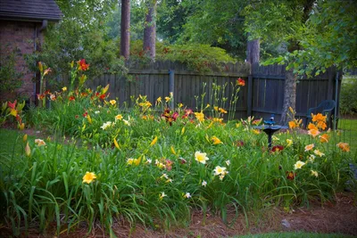 Незаменимые лилейники — уход, размножение и использование в дизайне сада.  Фото — Ботаничка