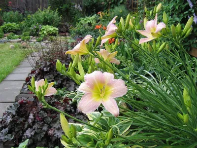 Выбирая лилейники для сада, стоит немного узнать об их особенностях |  Лилейники, Лилейник, Цветение