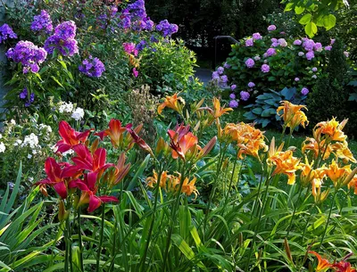 Лилейники в ландшафтном дизайне: совету по уходу и оформлению сада с фото