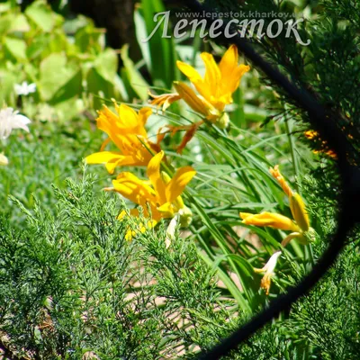 Красоднев лилейник - Садовые цветы - Лепесток - Любительское цветоводство