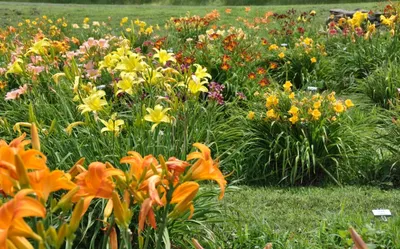 Лилейник: фото цветов на клумбе в ландшафтном дизайне дачного участка, где  и как лучше сажать лилейник