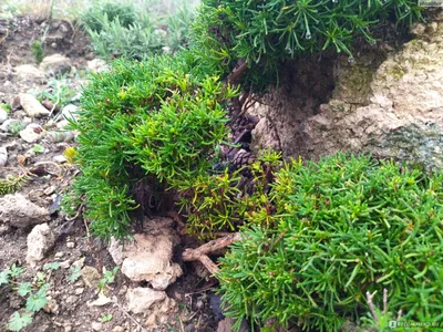 Сантолина зеленоватая, зеленая или зеленеющая (Santolina virens) -  «Вечнозеленая красавица с убойным ароматом ёлки, розмарина, лаванды,  можжевельника. Настоящее украшение для клумбы и альпинария, жаль что  редкое» | отзывы
