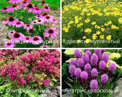 3 мини-клумбы для солнечных мест: как создать красивый цветник без знаний о ландшафтном  дизайне | Росток🌷: заметки садовода | Дзен