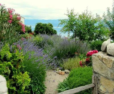 Растения и элементы ландшафтного дизайна для средиземноморского сада