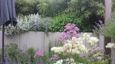 Садовая герань многолетняя в ландшафтном дизайне - 47 фото