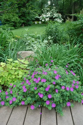 Герань садовая в ландшафтном дизайне - 54 фото