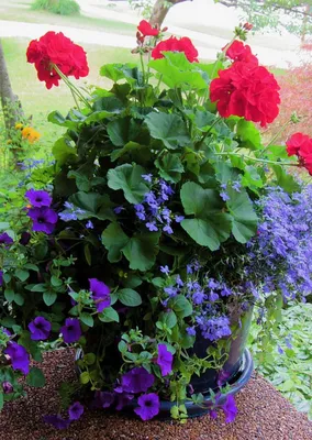 Pin by BethAnn Mills on Garden - planters | Porch flowers, Front porch  flowers, Container gardening
