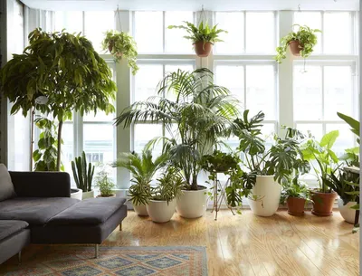 10 лучших комнатных растений, о которых должны знать все любители дизайна  интерьера