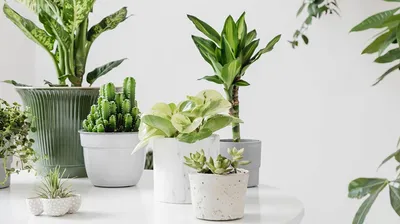 Простые в уходе комнатные растения | Блог GreenMarket