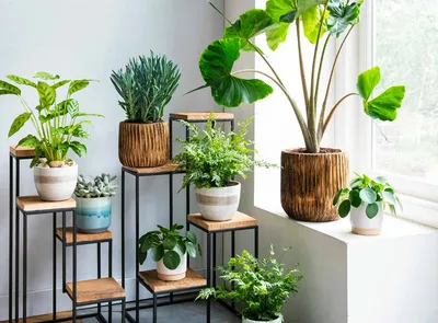 15 комнатных растений, которые полезны для здоровья и настроения | Газета  Балаково