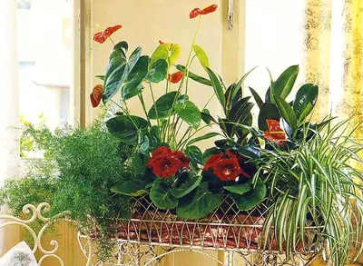 Известные комнатные растения. Неприхотливые цветы для квартиры. | Любимые  цветы