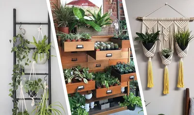 10 интересных идей, как расположить комнатные растения