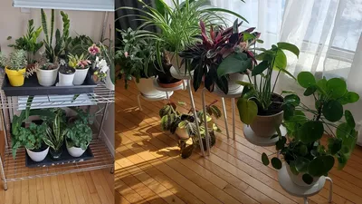 Мои комнатные растения. Обзор. Март 2021 - YouTube