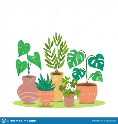 Красочный фон комнатных растений и горшков Иллюстрация вектора -  иллюстрации насчитывающей швейцарец, ботаническую: 177637370