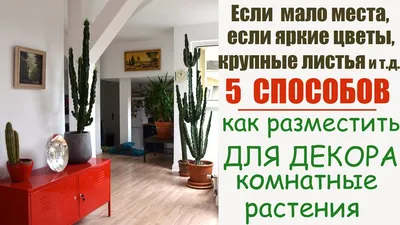 Польза комнатных растений для здоровья человека: миф или правда | блог  Mriya Medical Center