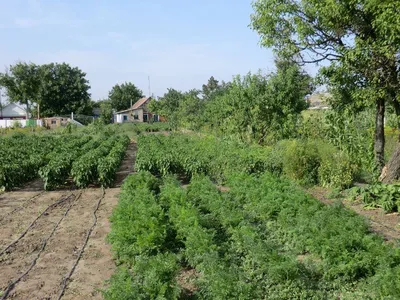 Планировка огорода и сада на приусадебном и дачном участке своими руками:  фото