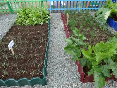 У детского сада №42 Южно-Сахалинска появился свой огород с теплицей.  Сахалин.Инфо