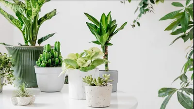 Креативная в форме животного цветочных горшков под заказ 2020 Новый  Керамика ящик для комнатных растений, стол цветок Potset симпатичный дизайн  сочные Плантатор горшок # c | Дом и сад | АлиЭкспресс