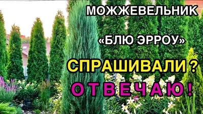 Можжевельник скальный Блю Эрроу купить саженцы в Москве