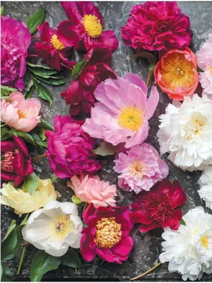 Подар Пионы. Роскошные цветы для дома и сада Эксмо 39553341 купить в  интернет-магазине Wildberries