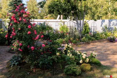 Как выращивать розы: бухгалтер вырастила розовый сад - 7 августа 2022 -  msk1.ru