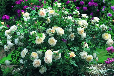 Розы шраб в саду: описание, виды, в ландшатном дизайне
