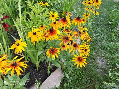 Цветы многолетники для сада: неприхотливые, долгоцветущие, высокорослые и  низкорослые