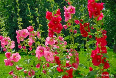 Цветок эхинацея – посадка и уход в открытом грунте, сорта