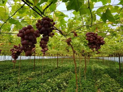 Как вырастить вкусный и здоровый виноград — Ботаничка