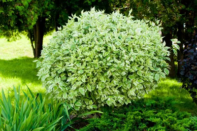 Саженец Дерен белый сорт 'Элегантиссима'/Cornus alba 'Elegantissima' C3-4 —  цена в Старом Осколе, купить в интернет-магазине, характеристики и отзывы,  фото
