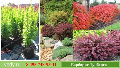 Декоративные кустарники купить, цена от 250 руб. в питомнике, 500 сортов  кустарников