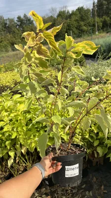 Дерен Дёрен белый Spaethii (Спаети) (Шпэти) по разумной цене - Зеленый сад