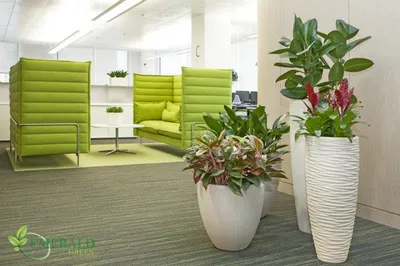 Растения в кашпо для озеленения офиса - Emerald Green