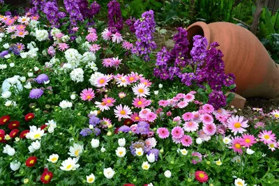Цветы многолетники для сада: неприхотливые, долгоцветущие, высокорослые и  низкорослые