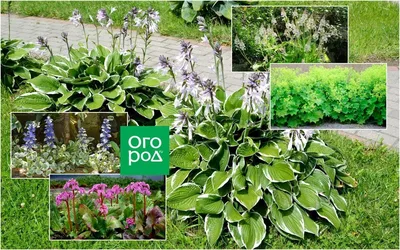 Что посадить вместо хосты: 10 альтернатив | В цветнике (Огород.ru)