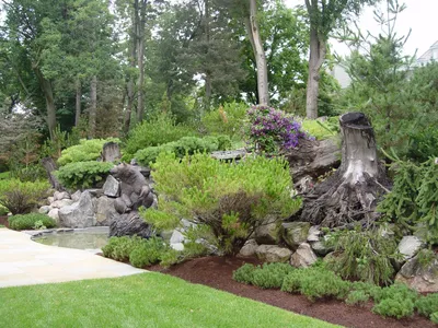 Пень/пні в ландшафтному дизайні - відмінне рішення для декору саду — ТОПІАР