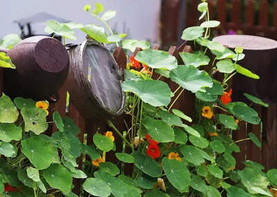 Настурция - уникальное растение для сада и огорода — Ботаничка