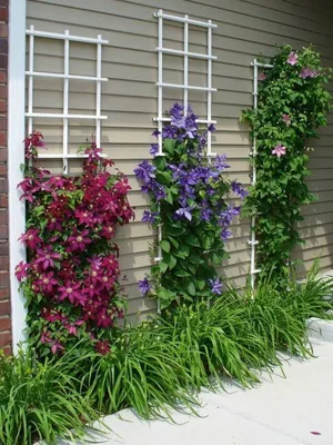 Клематисы в ландшафтном дизайне ?: фото, клематисы в саду дизайн, как  красиво посадить клематисы на участке | qlumba.com