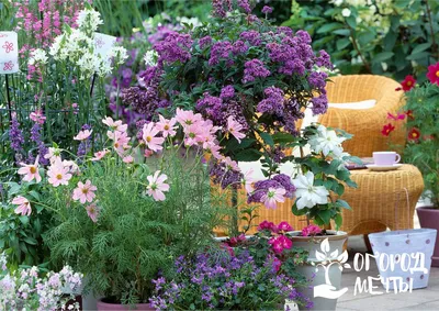 Клематисы в контейнерах – красивое украшение для сада, патио и террасы