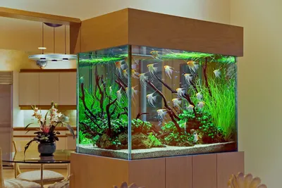 Дизайн аквариума с использованием Rocky | На фото представлен аквариумный  фон Rocky как вариант оформления речного аквариума.