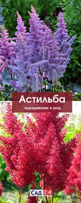 Замечательная астильба: выращивание и уход | Астильба, Композиции  цветников, Дизайн для маленького сада