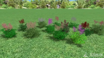 База растений «Астильба 3d» для Realtime Landscaping Architect | flokus.ru  - ландшафтный дизайн
