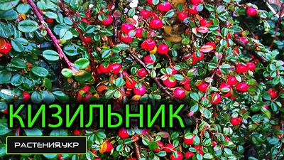 Кизильник - почвопокровное растение / Ботанический сад Харькова - YouTube