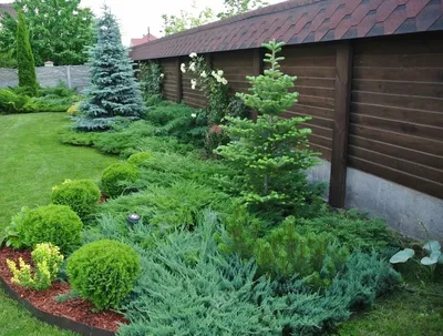 Хвойные деревья и кустарники - прекрасное украшение сада | Советы садоводам