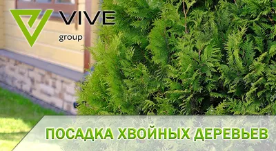 Посадка хвойных растений | Сосны, Елки, Туи, зеленые изгороди ? VIVE group  | Ландшафтный дизайн