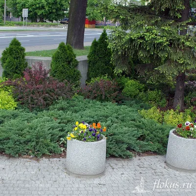 Группы из хвойных растений | flokus.ru - ландшафтный дизайн