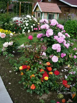 розы в ландшафтном дизайне | Красивые сады, Розы, Клумбы